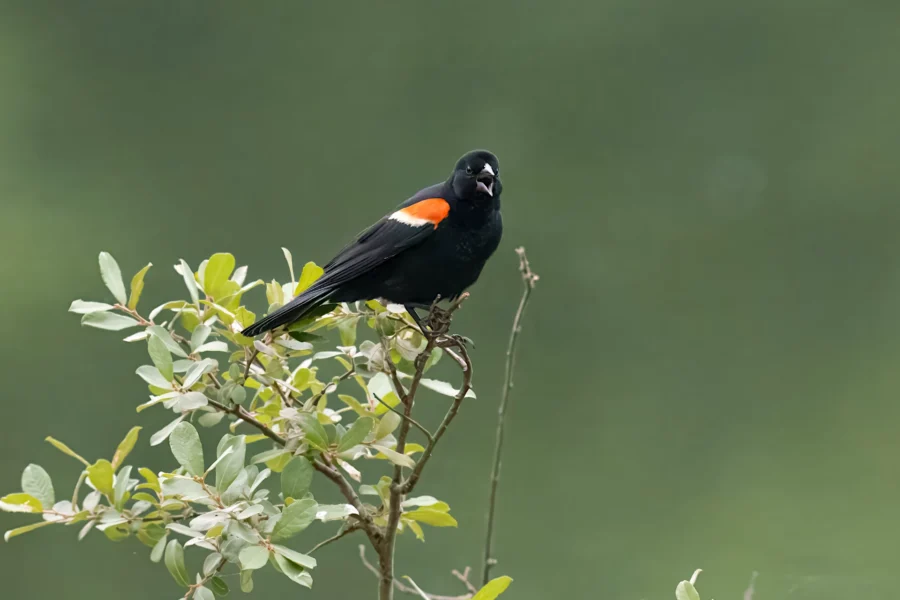 A black bird with red and yellow shoulder patches perches on a leafy branch against a blurred green background.