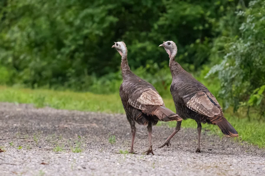Two wild turkeys walk on a gravel path beside green foliage.