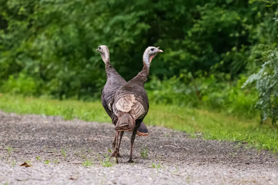 Two wild turkeys standing on a gravel path, facing opposite directions, with green foliage in the background.