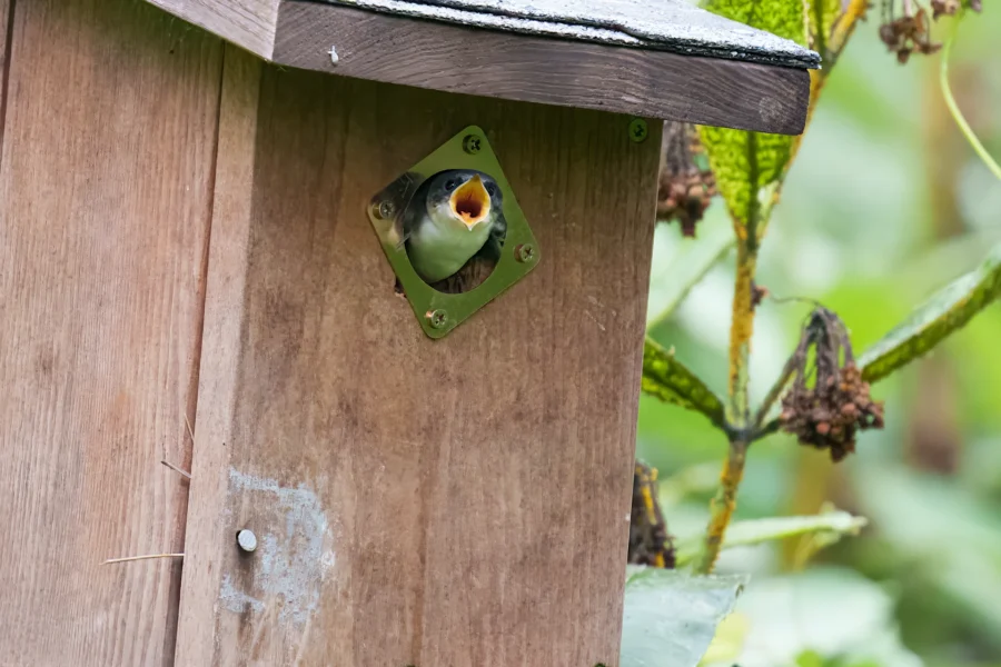 A small bird with its beak open peers out from the entrance hole of a wooden birdhouse surrounded by green foliage.