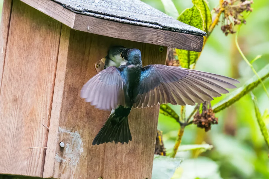 A bird with outstretched wings feeds a chick inside a wooden birdhouse, surrounded by green foliage.