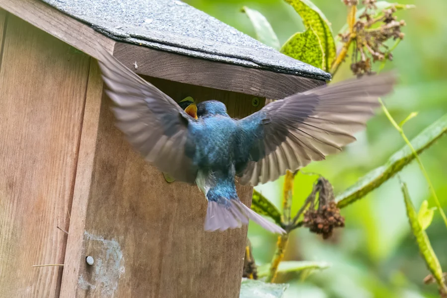 A bird with outstretched wings feeds its chick inside a wooden birdhouse surrounded by green foliage.