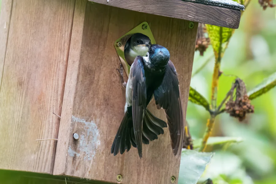 Two small birds interact at the entrance of a wooden birdhouse; one bird is perched at the opening while the other clings to the outside with wings spread.