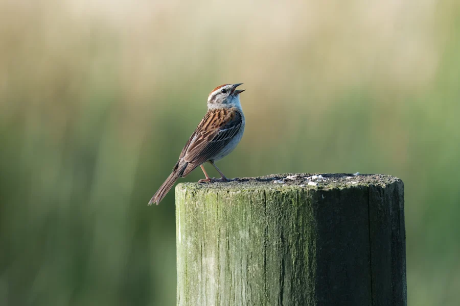 A small brown and white bird with a streaked back perches on top of a weathered wooden post, with a blurred green background.