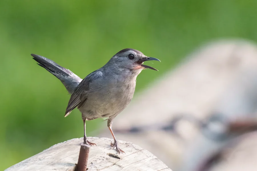 A gray bird with a slightly open beak stands on a wooden surface against a blurred green background.
