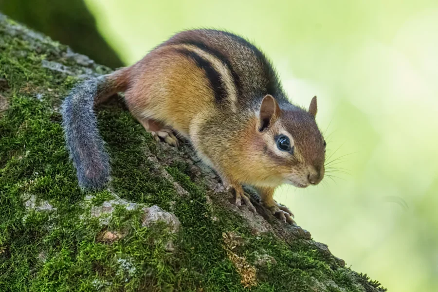 A chipmunk with brown and black stripes sits on a mossy tree trunk, facing slightly to the right against a blurred green background.