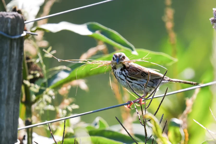 A small brown bird perches on a wire fence, holding dry grass in its beak, with green foliage blurred in the background.