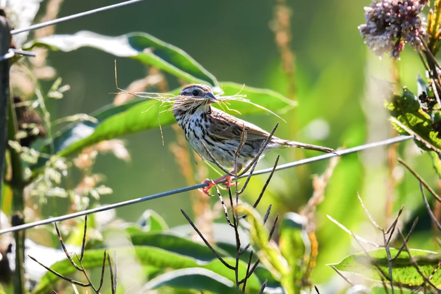 A small brown and white bird perches on a wire, holding long strands of grass in its beak, surrounded by green foliage.