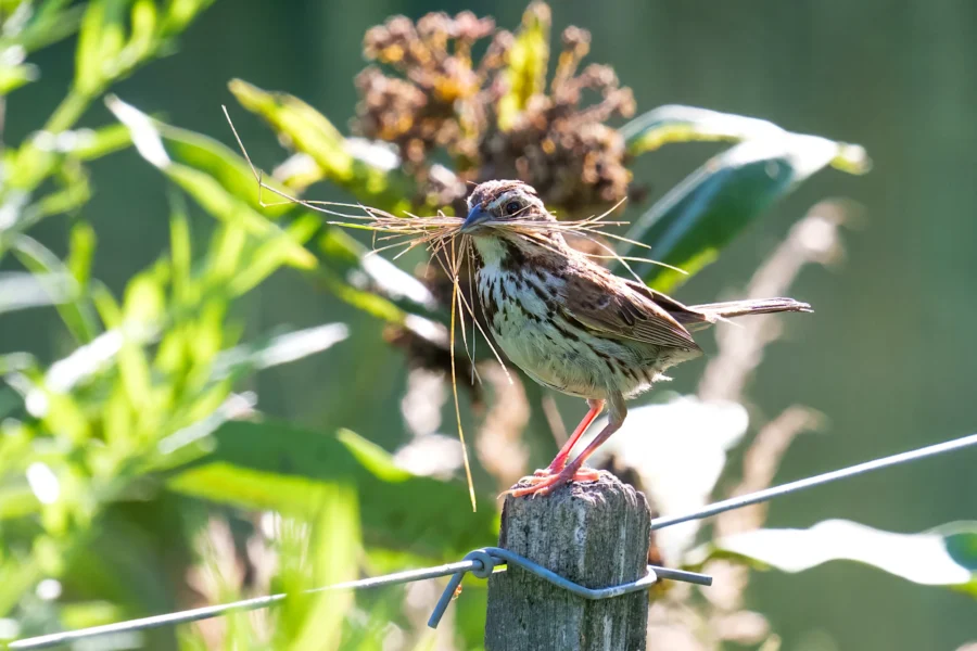 A small brown bird stands on a wooden post, holding long strands of dried grass in its beak, with green foliage in the background.
