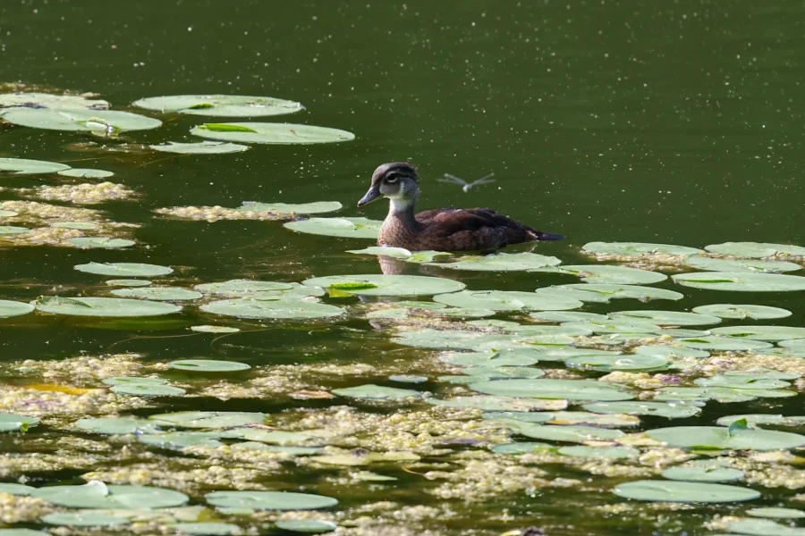 A duck floats on a pond surrounded by green lily pads, with some algae visible on the water&#039;s surface.