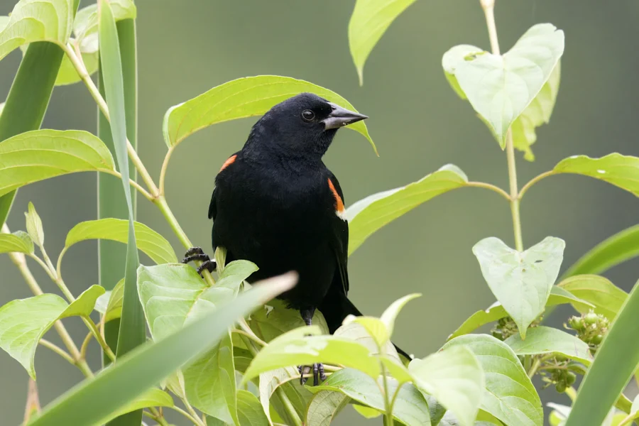 A black bird with red and yellow patches on its wings perches among green leaves and stems against a blurred background.