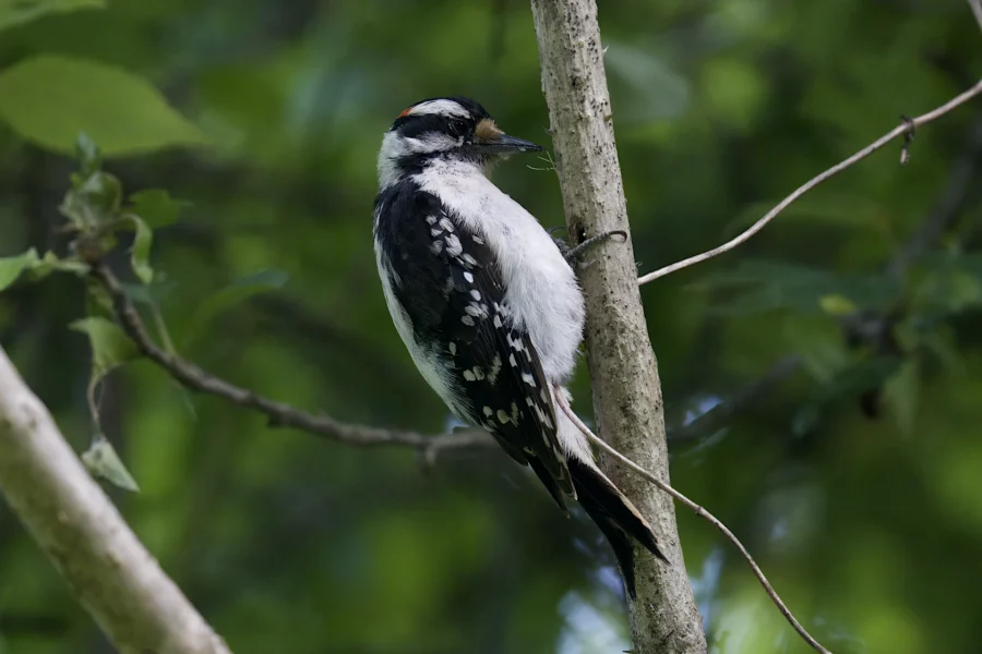 A black and white woodpecker perched on a vertical tree branch with green foliage in the background.