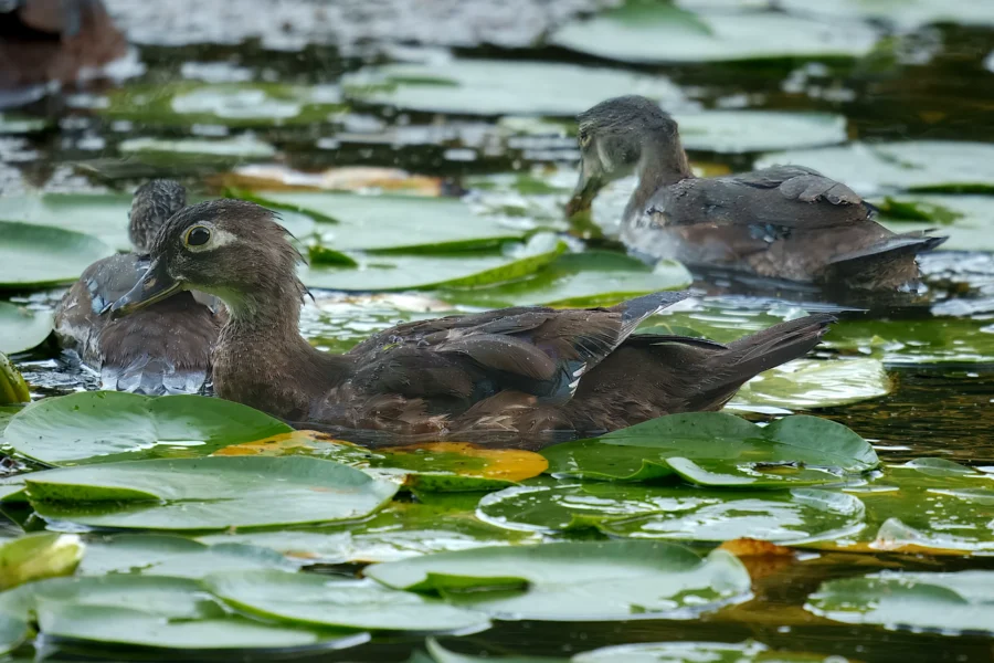 Three ducks swim among green lily pads on a calm pond.