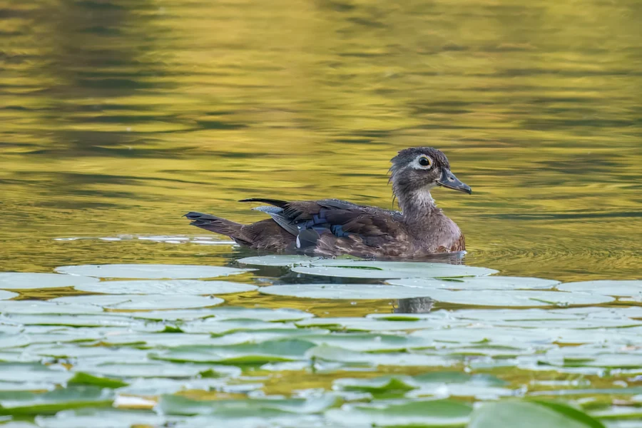 A brown duck with white markings swims among lily pads on a calm, reflective pond with yellow and green tones in the water.