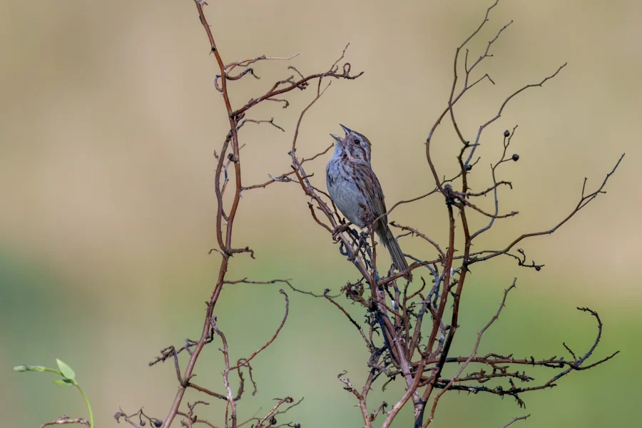 A small bird perches on thin, leafless branches against a soft, blurred green and beige background.