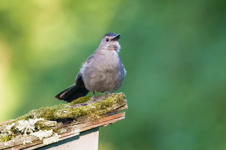 A gray bird standing on a moss-covered wooden surface with a blurred green background.