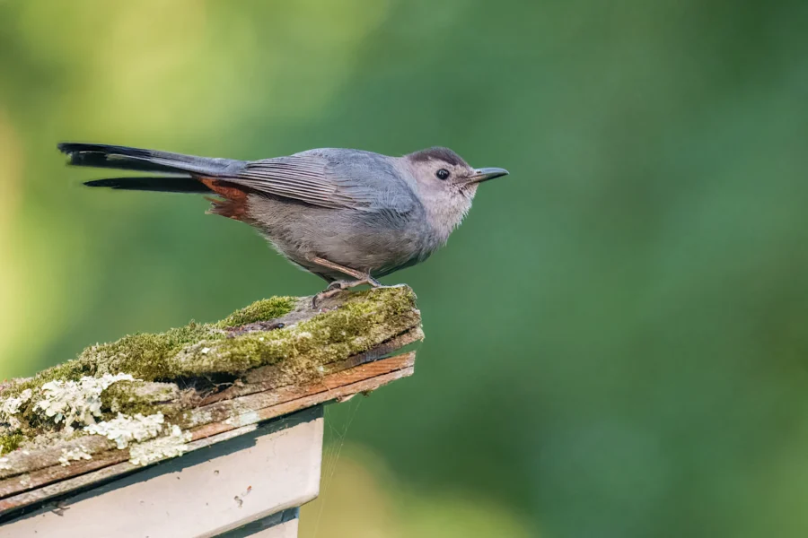 A gray bird with a slight reddish tint near its tail stands on a mossy wooden surface against a blurred green background.