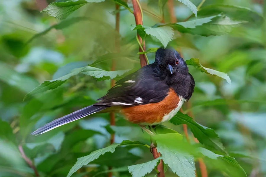 A bird with black, white, and reddish-brown plumage is perched on a branch surrounded by green leaves.