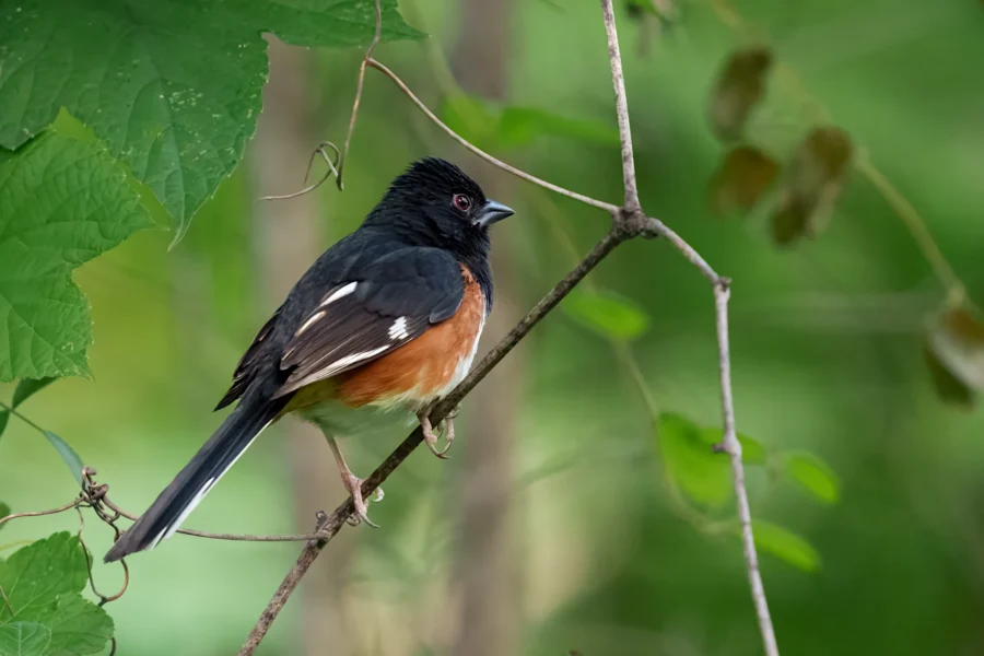 A black, white, and orange bird perched on a thin branch against a blurred green background.