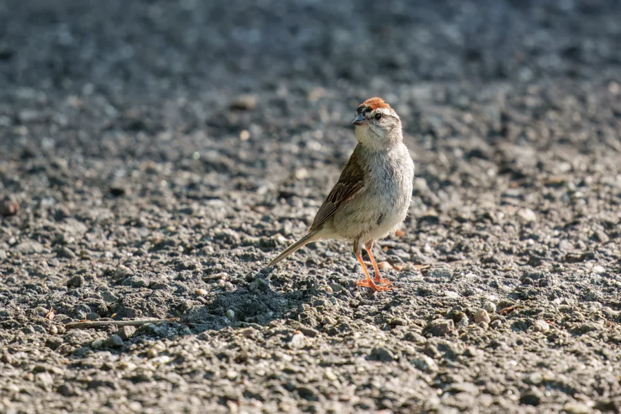 A small brown and white bird stands on a rough, gravelly surface in sunlight, casting a shadow to the left.