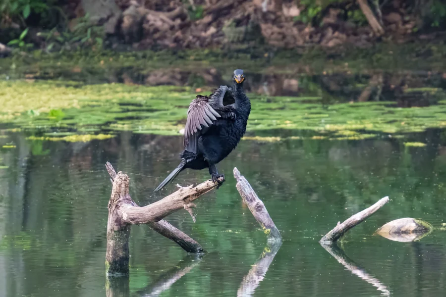 A black cormorant stands on a branch in a pond, spreading one wing, with green aquatic plants and a forested background.
