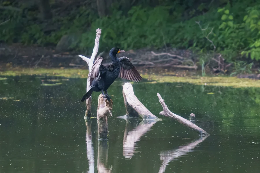 A black cormorant stands on a partially submerged tree branch in a pond, spreading its wings to dry, with green foliage in the background.