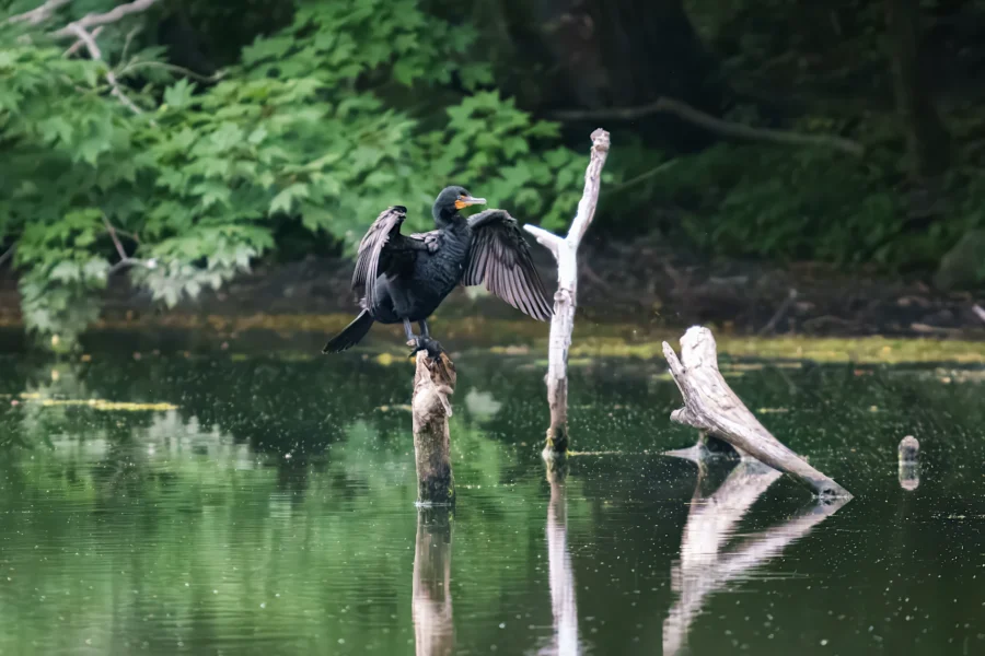 A black cormorant perches on a wooden stump in a calm pond, spreading its wings with green foliage and tree branches in the background.