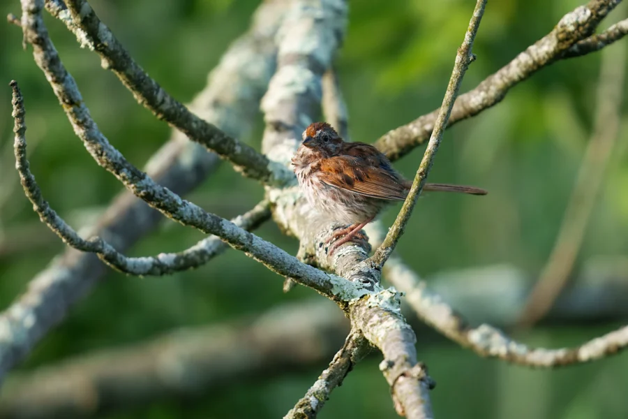 A small brown bird perches on a lichen-covered tree branch, surrounded by blurred green foliage in the background.