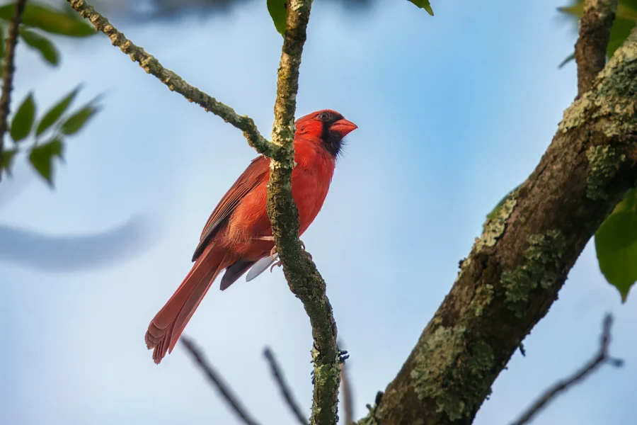 A bright red cardinal perched on a tree branch covered with lichen, set against a blue sky background.