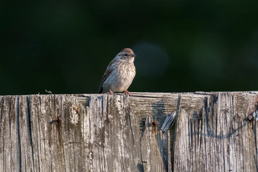 A small brown and gray bird perched on a weathered wooden fence, with a dark green blurred background.