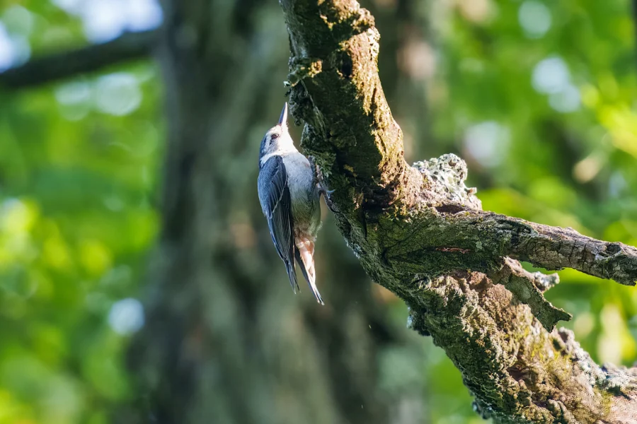 A small bird with a blue-gray back and white underside clings to the underside of a mossy tree branch in a sunlit forest.