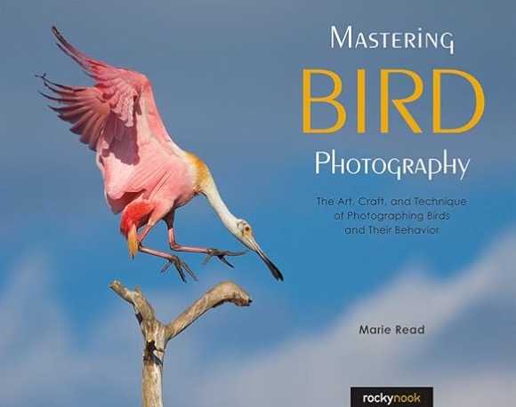 Mastering Bird Photography Book cover titled "Mastering Bird Photography" featuring a roseate spoonbill landing on a branch against a blue sky background. Author: Marie Read.