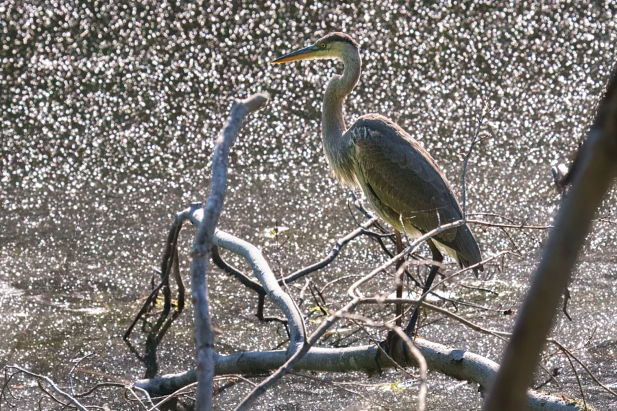 A heron stands on a fallen branch in a pond, surrounded by sparkling water droplets in bright sunlight.
