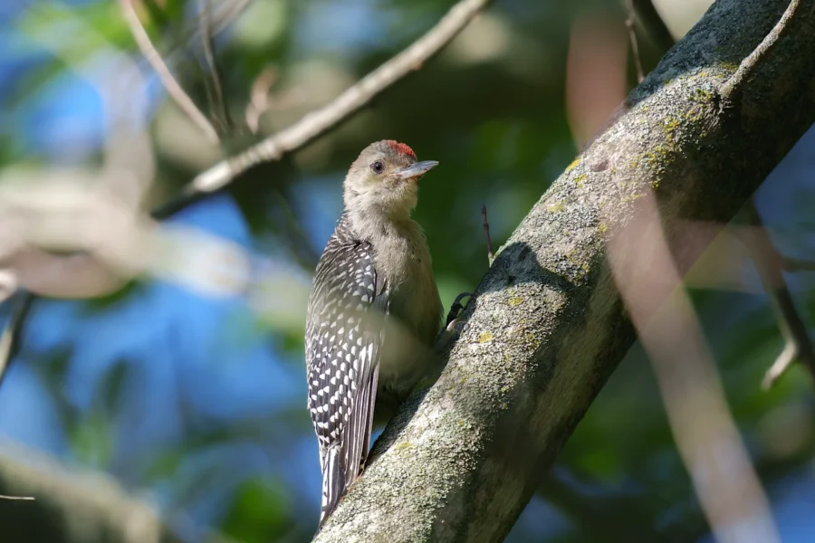 BOR - 08-22-2025 - 0031920 A woodpecker with a red patch on its head and black-and-white patterned wings perches on a tree branch surrounded by green leaves.