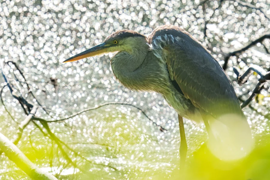 A heron stands near water with sunlight reflecting off the surface, surrounded by branches and green foliage.