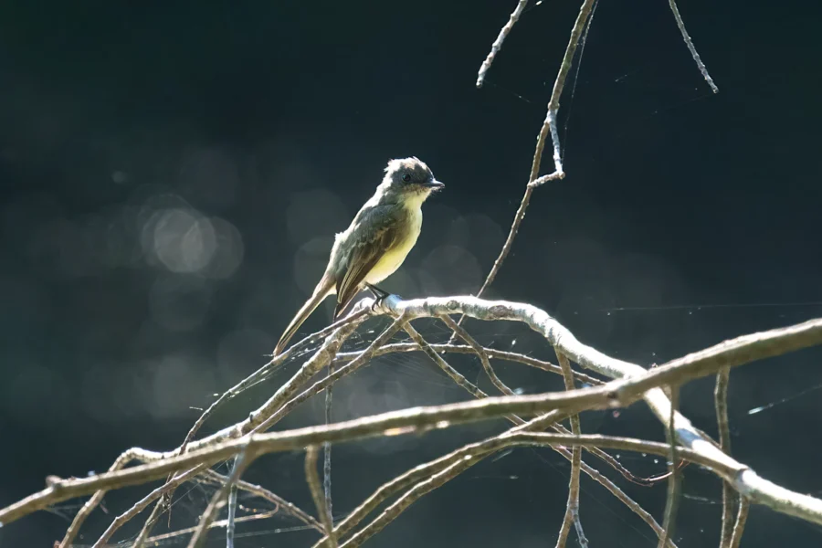 A small bird with a light yellow belly perches on a sunlit branch against a dark, blurred background.