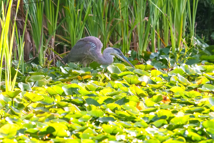 A great blue heron stands among green lily pads and tall reeds in a sunlit marsh.