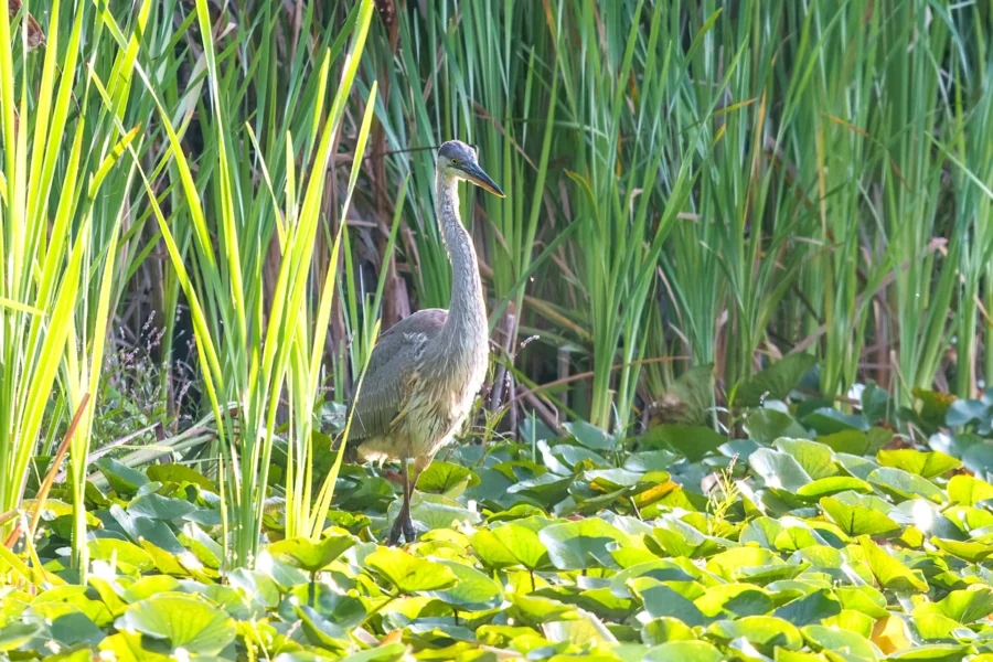 A heron stands among tall green reeds and lily pads in a sunlit wetland.