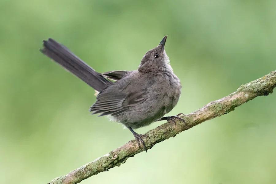 A gray bird with a long tail stands on a thin branch against a blurred green background.