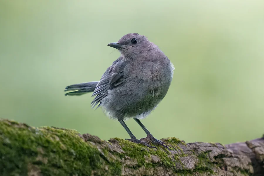 A small gray bird stands on a moss-covered branch against a blurred green background.