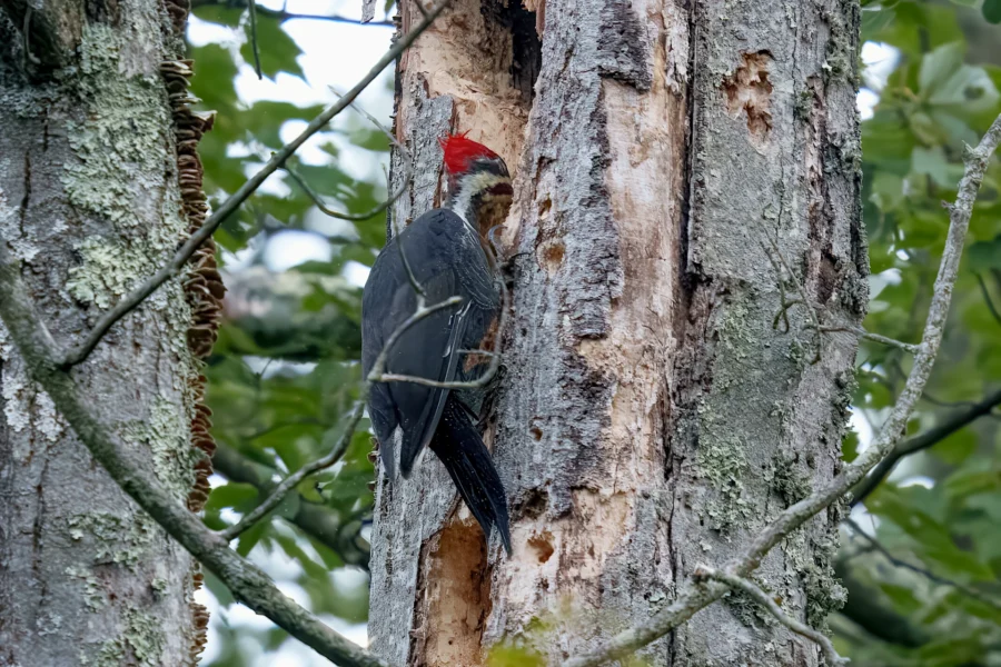 BOR - 08-31-2025 - 0011920 A pileated woodpecker clings to the trunk of a tree, pecking at the bark surrounded by green leaves and lichen-covered branches.