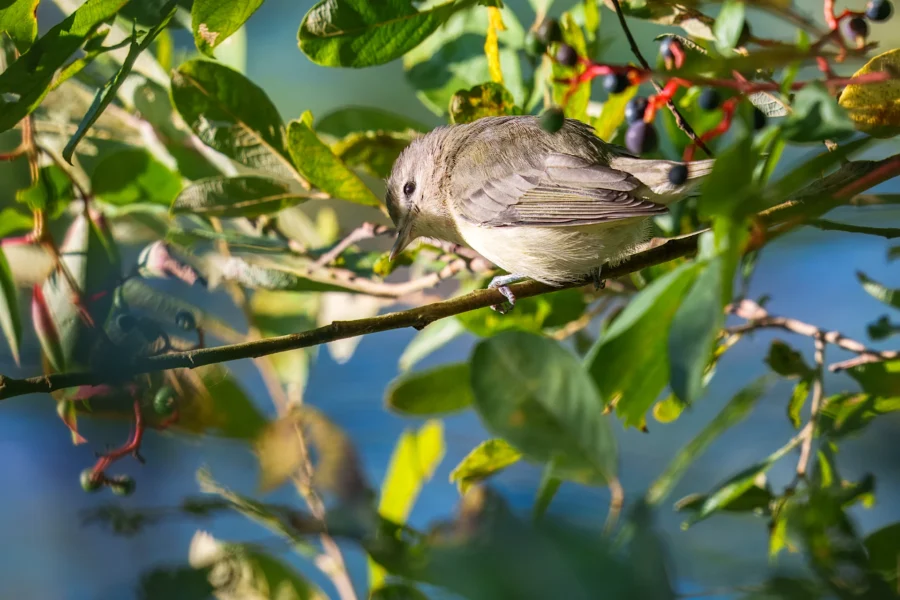 A small bird perched on a leafy branch surrounded by green foliage and berries, with a blurred blue background.