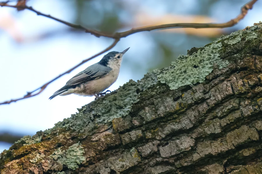 A small bird perched on a tree trunk covered in green lichen, with branches and a blurred background.