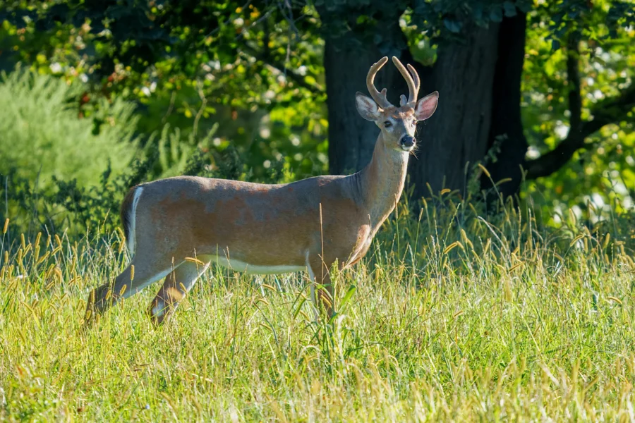 BOR - 08-31-2025 - 0071920 A young deer with velvet antlers stands alert in a sunlit grassy field, with trees and greenery in the background.