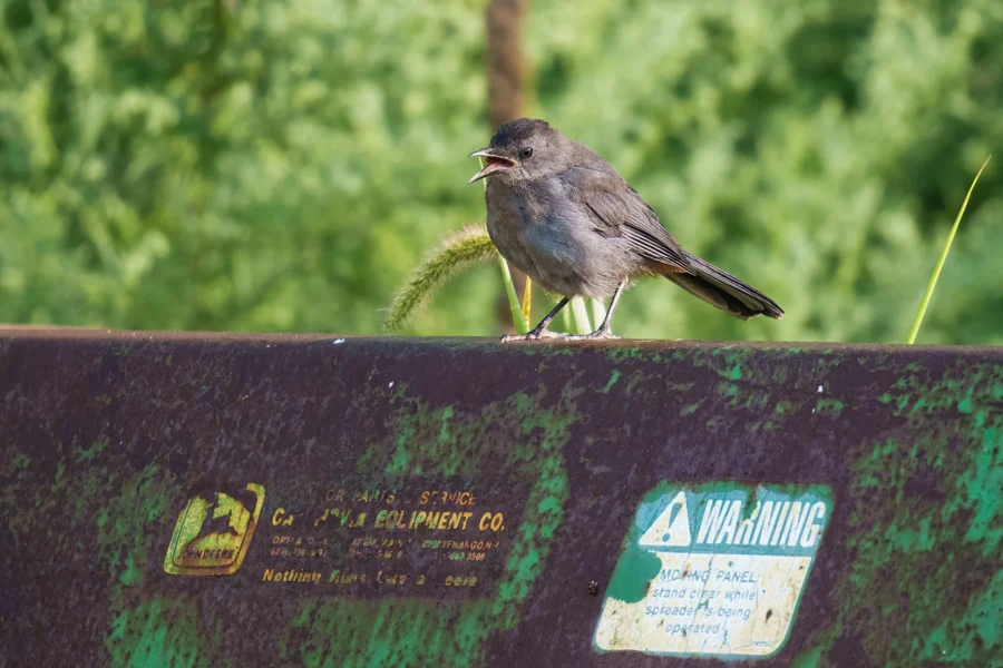 A small gray bird stands on a rusty metal surface with faded warning labels, surrounded by green foliage in the background.