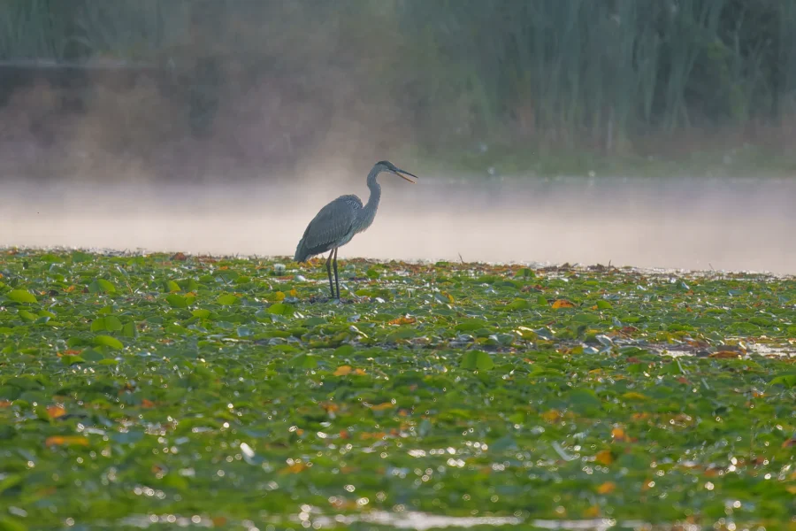 A heron stands among green lily pads in a misty wetland, with tall grass in the background.