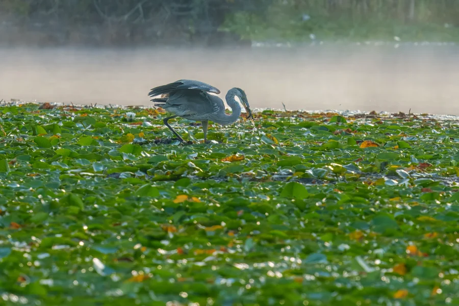 A heron stands among green lily pads on a misty wetland, with sunlight illuminating the surrounding vegetation.