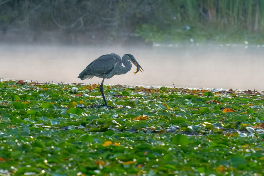 A heron stands in a wetland covered with green plants, holding a fish in its beak, with mist rising in the background.