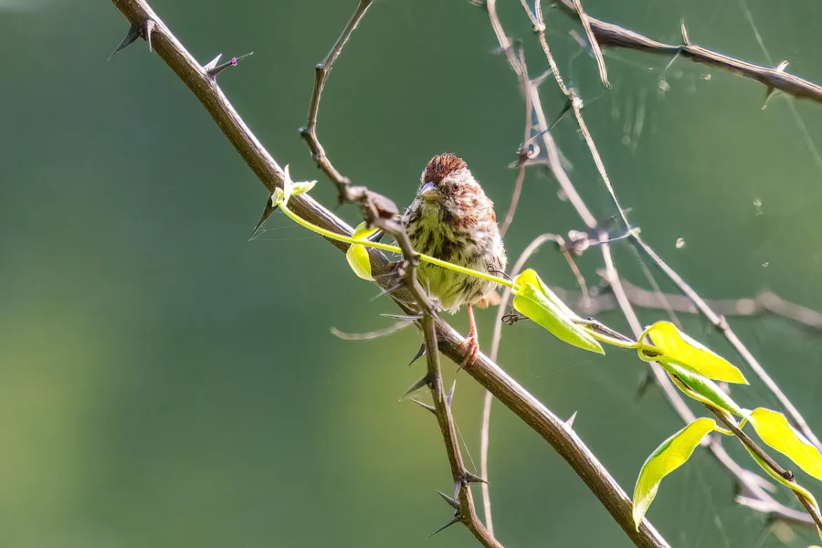 A small brown and white bird perches on a thorny branch with green leaves, surrounded by spider webs, against a blurred green background.