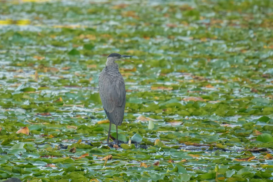 A heron stands on water plants in a pond, surrounded by green lily pads and leaves.